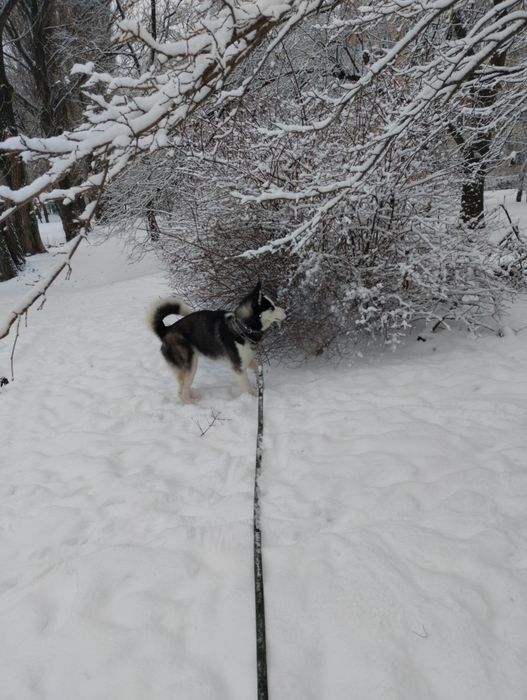 Кобель хаски для вязки