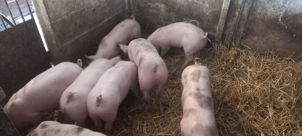 Sprzedam prosięta