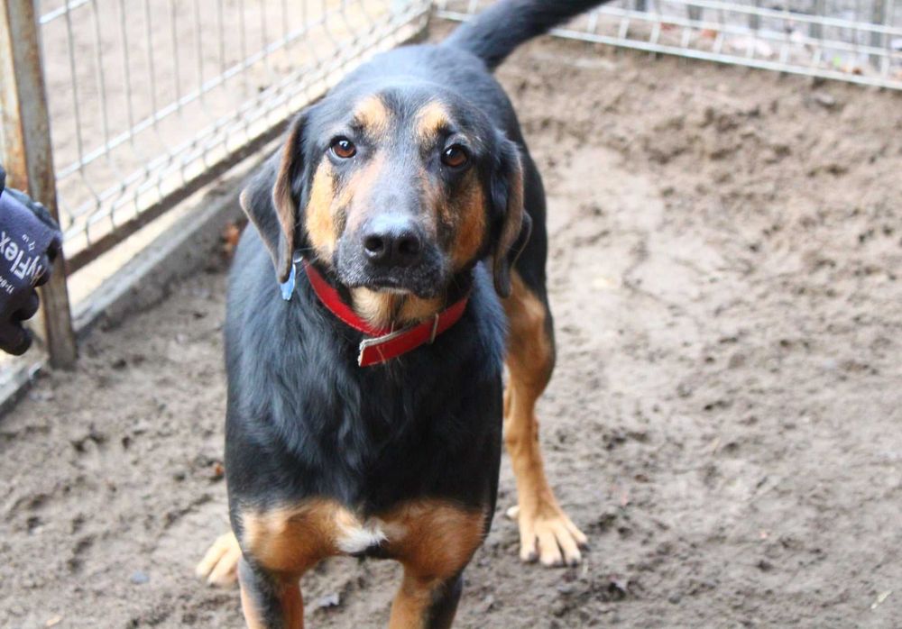 Szarnek - przyjazny i kontaktowy, dla aktywnej rodziny