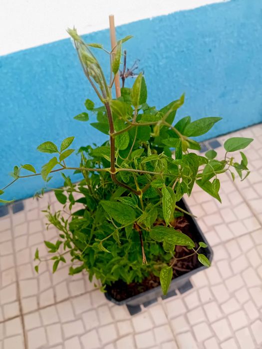 Trepadeira Clematis roxa