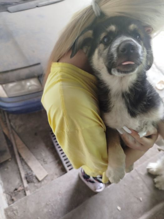 Віддам у добрі руки цуценят