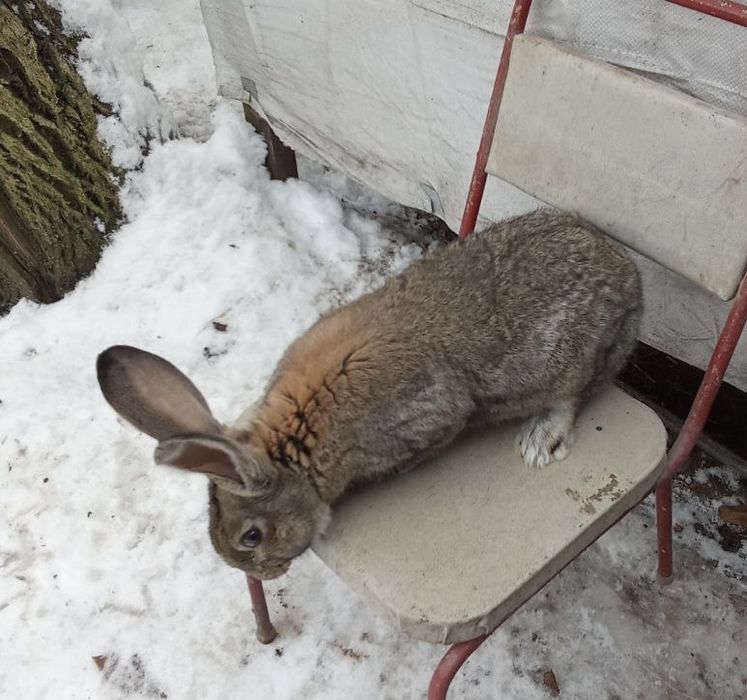 Продам домашніх кролів - самців