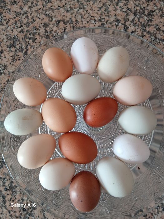 Ovos Caseiros Biológicos