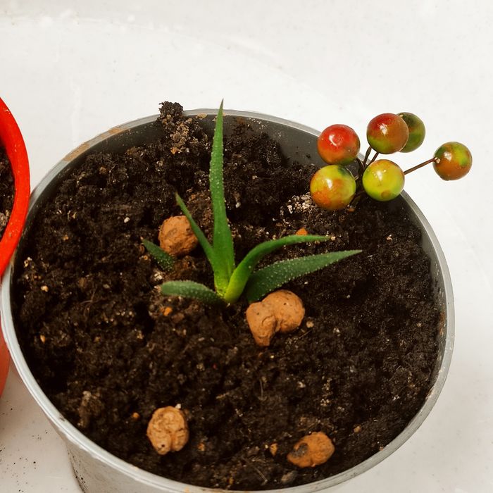 Хавортія міні)) стане твоєю улюбленицею))