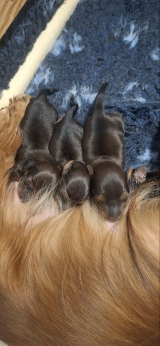 Jamnik długowłosy króliczy, prześliczna suczka po championie.