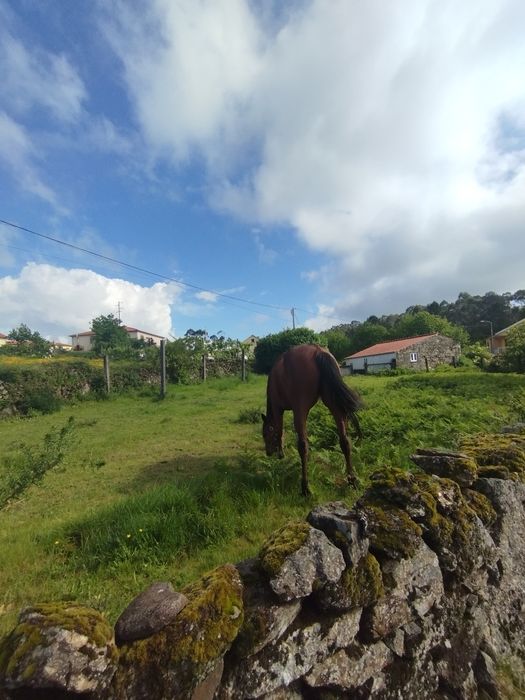 Trotador francês