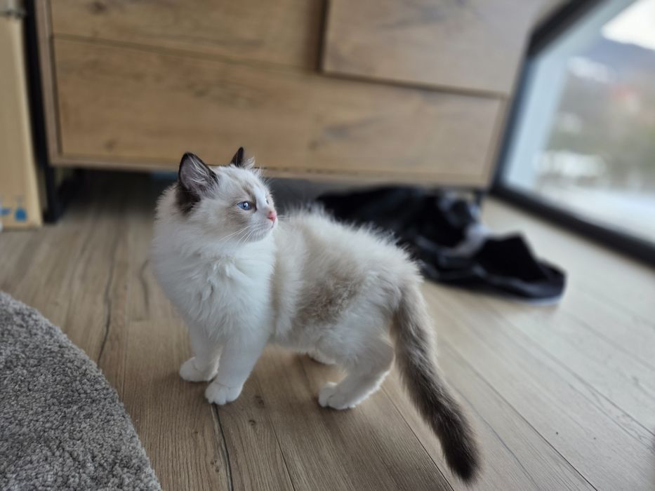 Kotek RAGDOLL kocurek seal  Bicolour