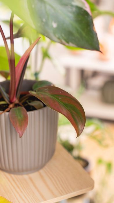 Philodendron Florida Bronze