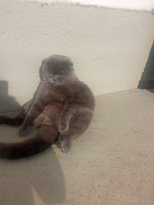 Британський котик