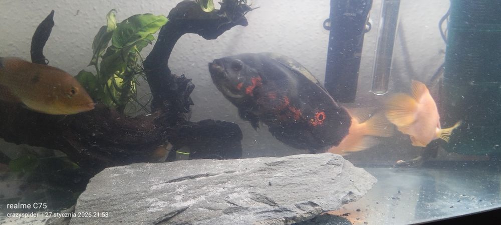 Rybki pawie oka oscary