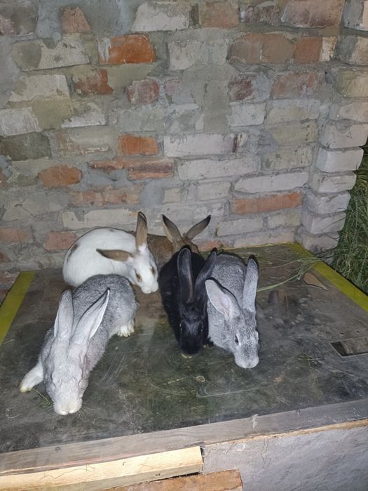 Продаються  кролики