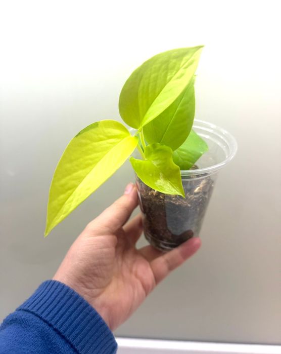 Сциндапсус Неон, Треби, Silver Enn