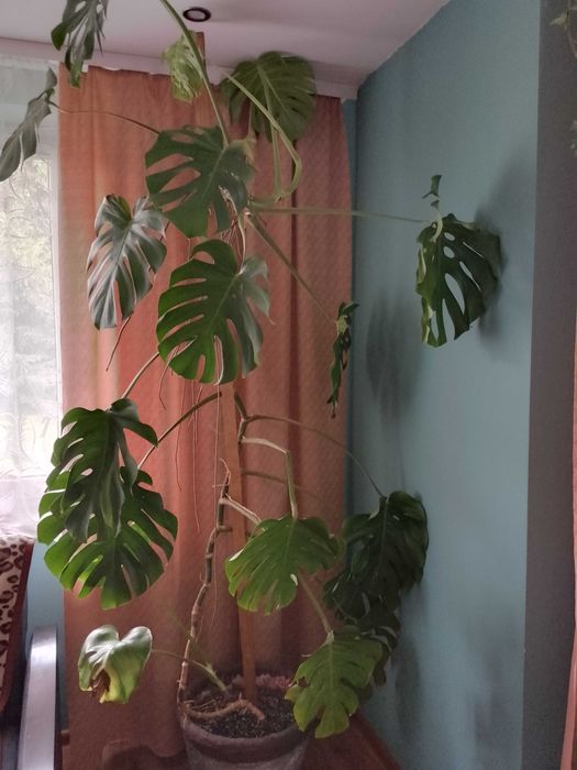 Monstera kwiatek