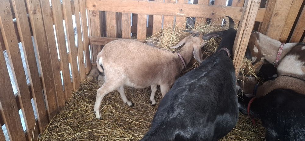 Англонубійскі кози, ярочки 1 рік  86 та 92.25%