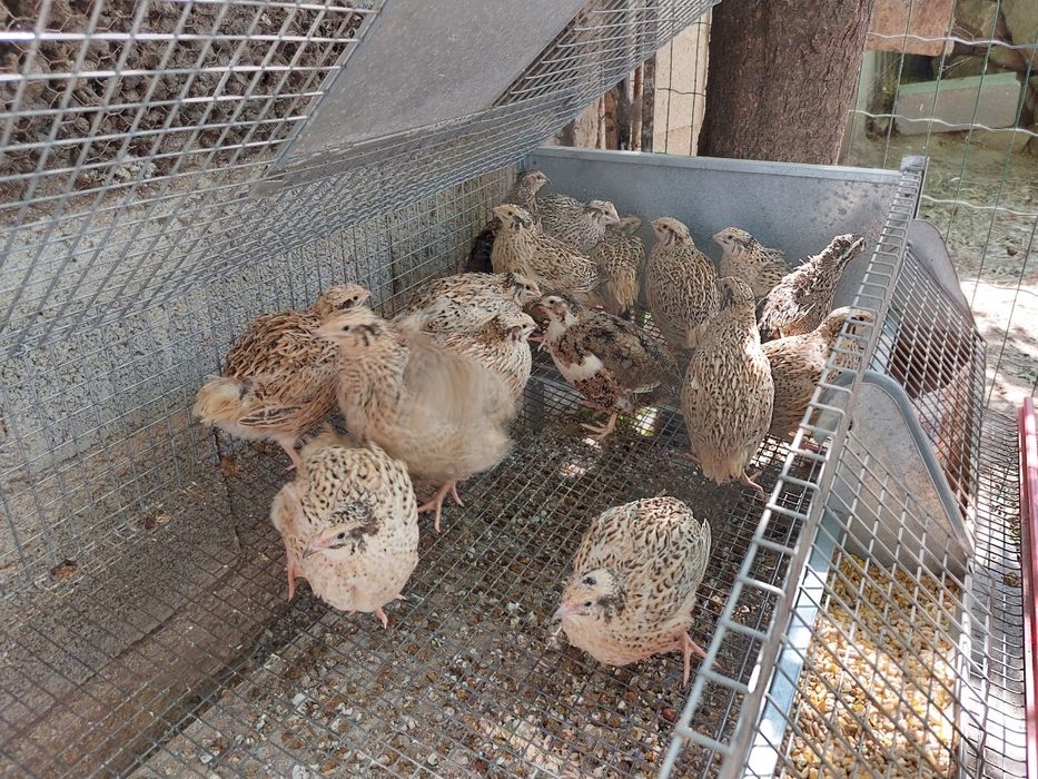 Ovos codorniz biológicos