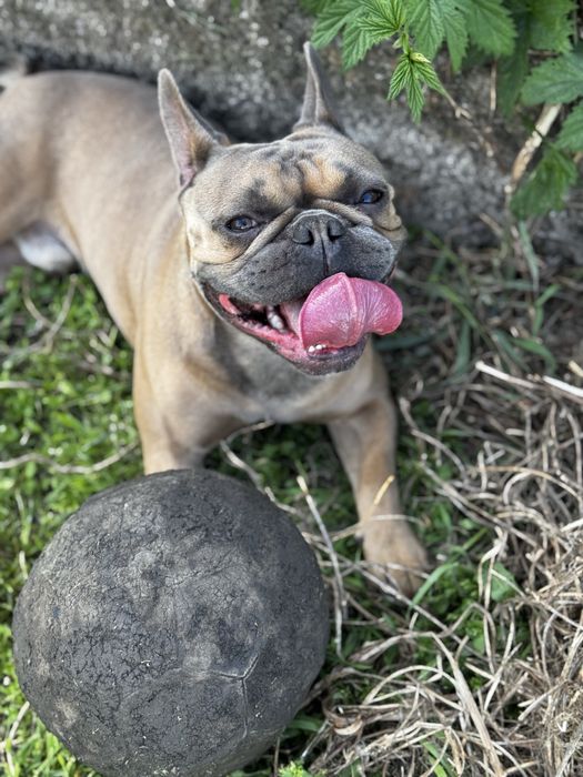 Вязка. Французский бульдог
