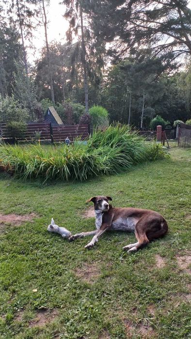 Dom w Jabłonkach,kominek,bez turystów,PsioLubny,Kaszuby,Sznurki Jakuzi