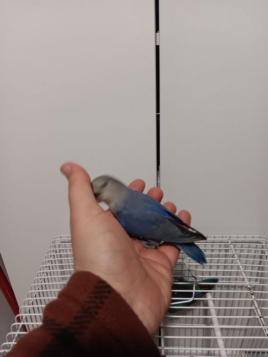 Roseicollis domesticados