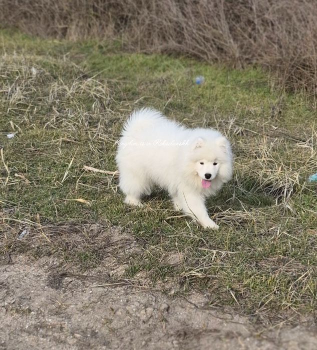 Красота та елегантність в цій красуні Самоеда!