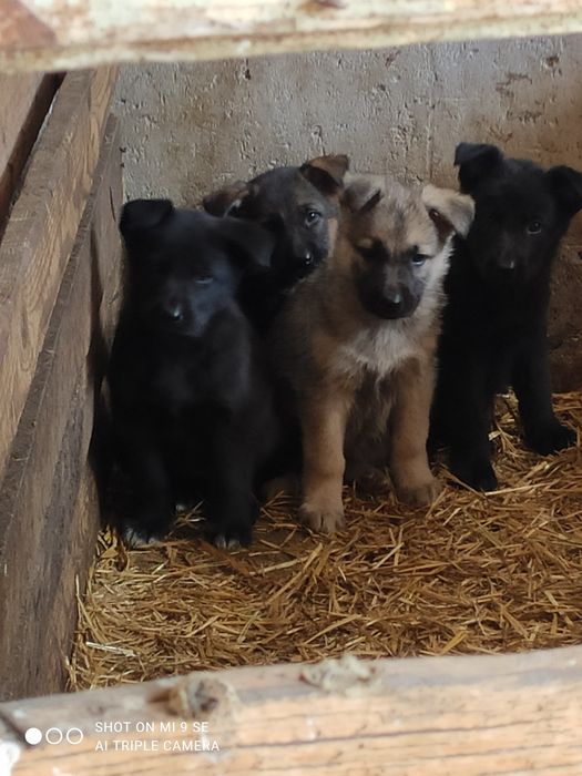 Продам щенков породы немецкая овчарка