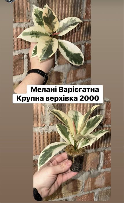 Фікус ,Фикус , Триангулярис , Бенджамін