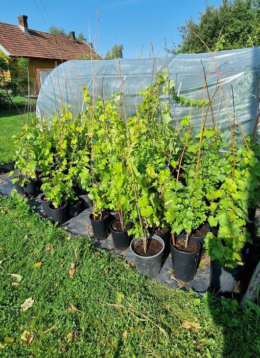 Winorośl deserowa wielkoowocowa