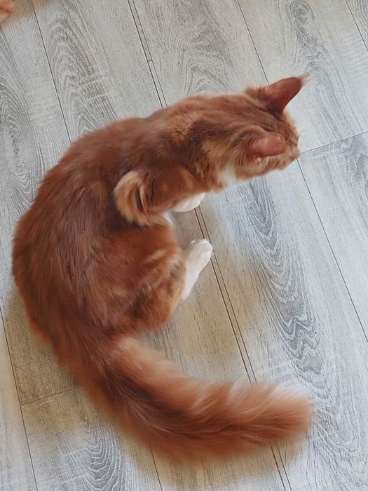 Kot Maine Coon rodowód FPL
