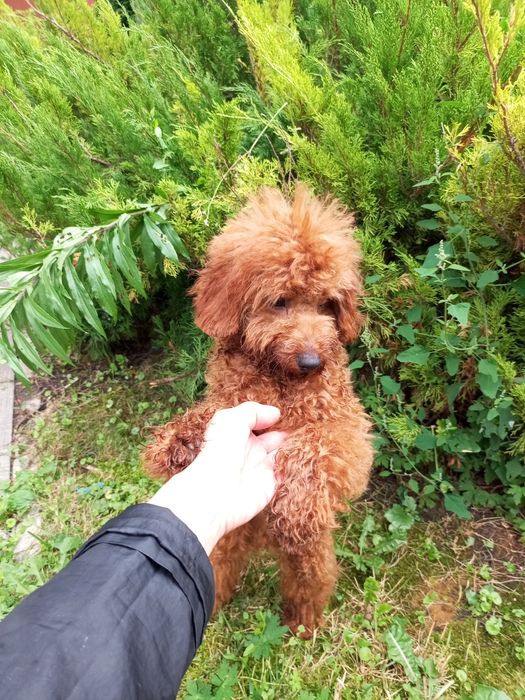 5- и місячний хлопець карл.Пулеля мініатюра