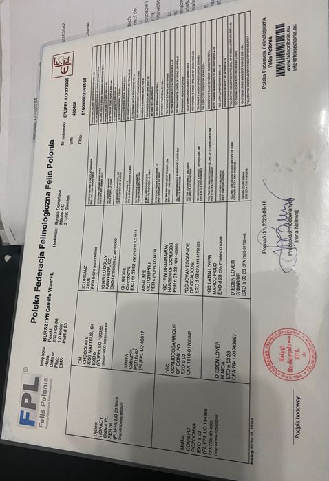 Персидський кіт шукає свою кішечку