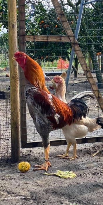 Ovos e aves INDIO GIGANTE TOP disponíveis