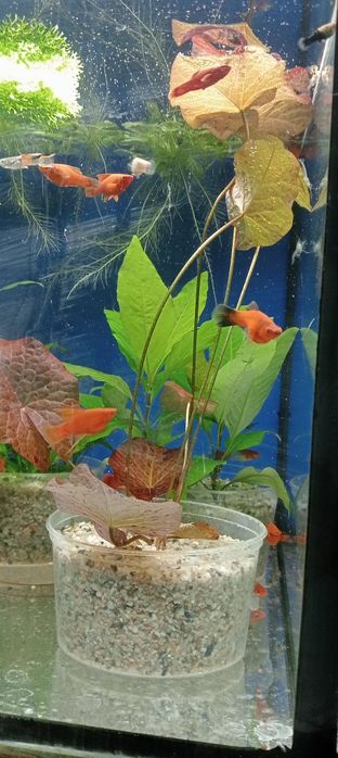 Rośliny akwariowe lotos, orzech , nurzaniec