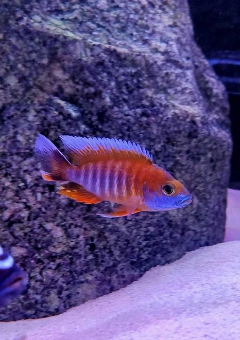Aulonacara Eureka 5cm Hodowla Pyszczaków Toruń, Pyszczaki najwyższa jakość