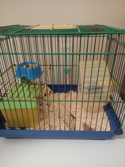 Хомячок (джонгарик)+клетка, домик,колесико мисочка,прогул.шар.