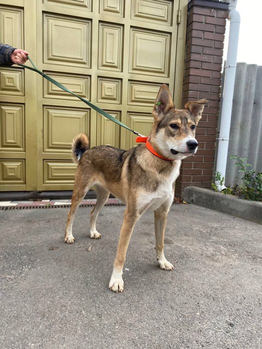 Sos! Терміново ПОТРІБЕН дім!