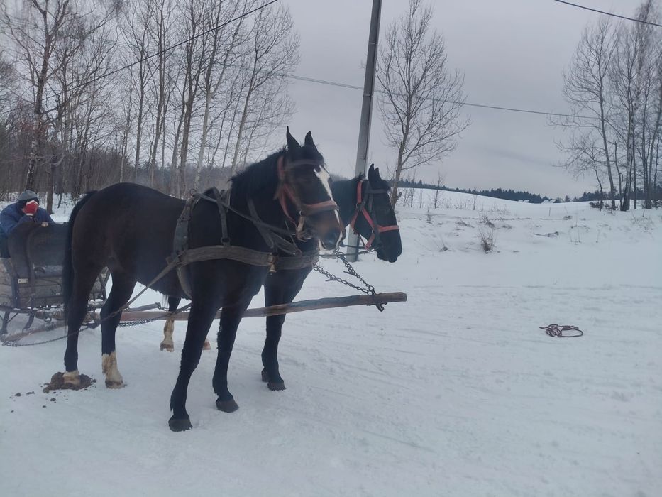 Klacz slaka po rodzicach programowych