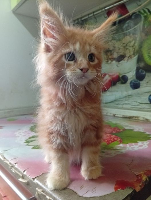 Котята Мэйн Куна