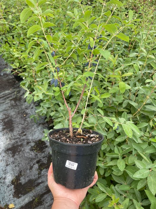 Жимолость з плодами. 3 роки. й