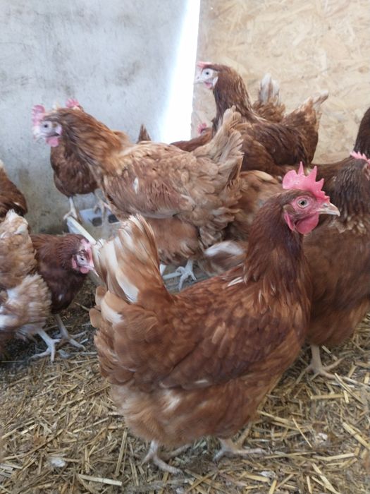 Sprzedam kury nioski Transport Cała Polska