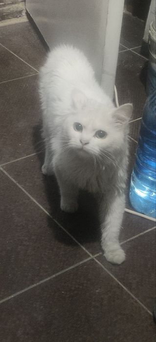 Кіт порода хайленд страйт вік 1 рік (не кастрований, не мітить)