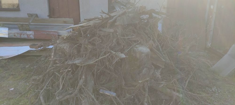 Drewno-korzenie, gałęzie oddam