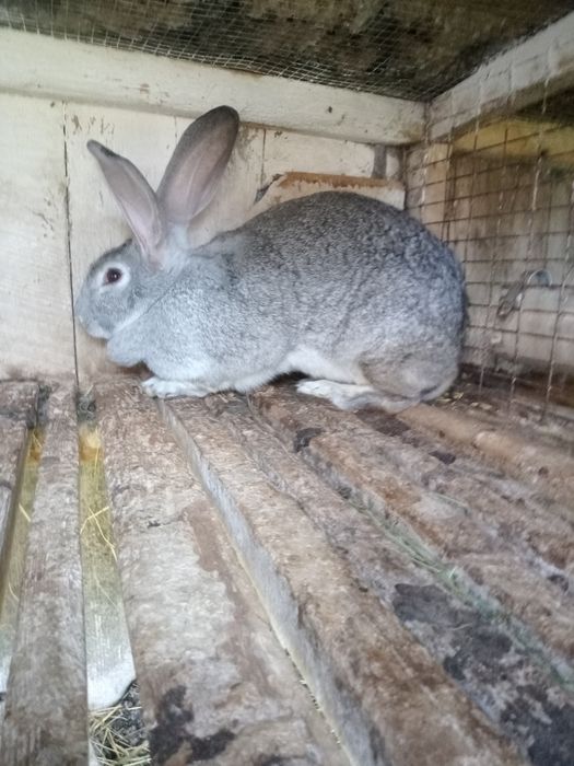 Шиншила різного віку. Пропоєні провакциновані Лапімун Гемікс3.