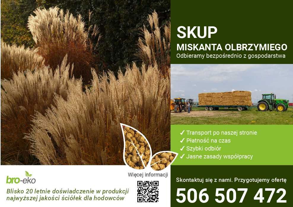 Miskant Olbrzymi -  Skup