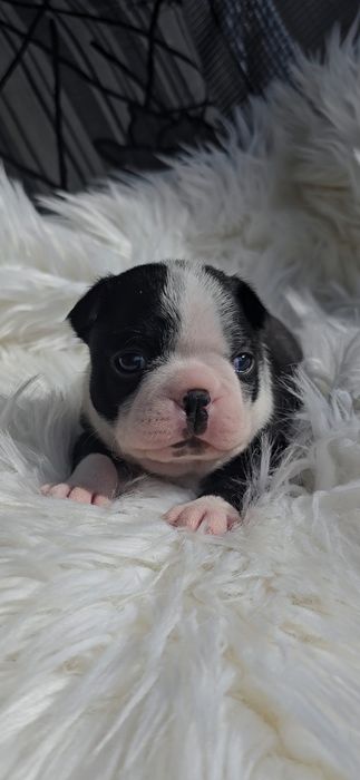 Boston terrier dziewczynka