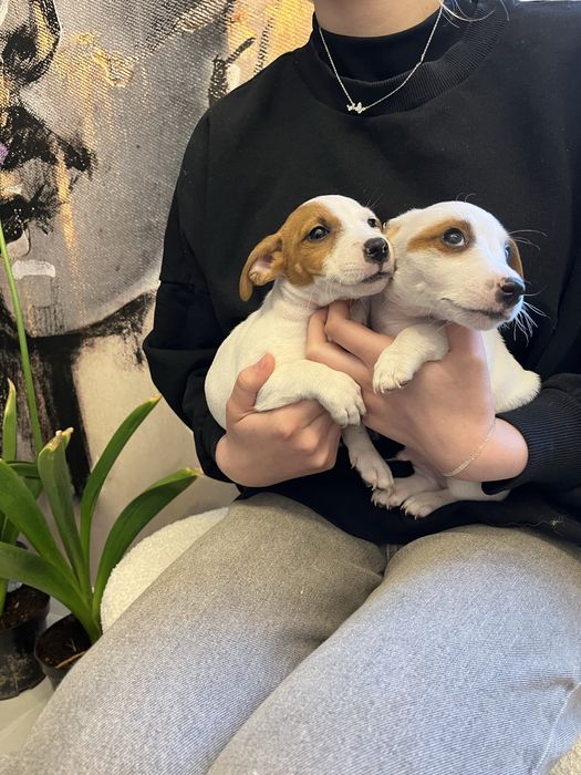 Jack russell terrier