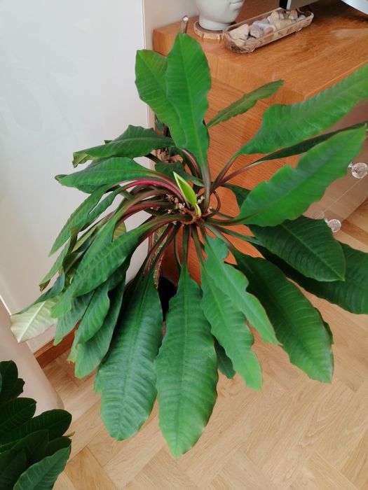 Wilczomlecz białounerwiony duży 90 cm Madagaskar