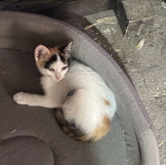 Gatinhos pequenos adoção
