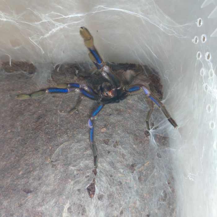 Ptasznik Chilobrachys natanicharum samica 3,5-4 DC