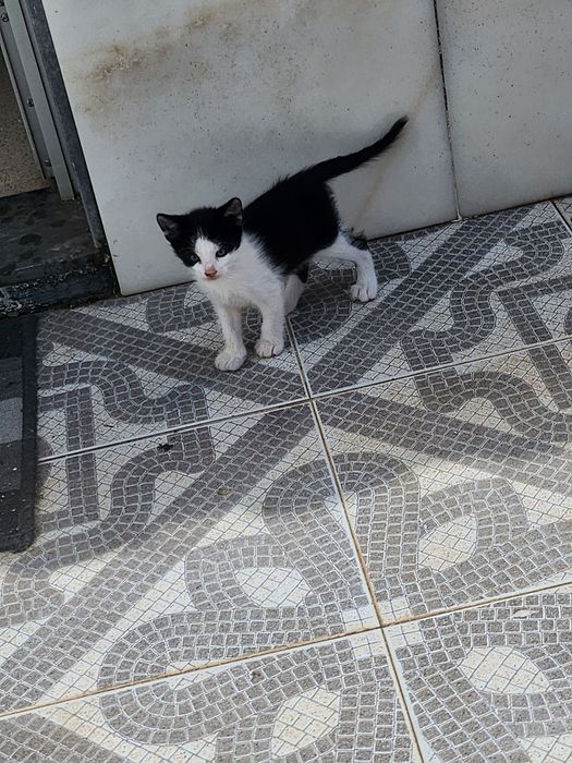 Gatos para adoção 2M/2F