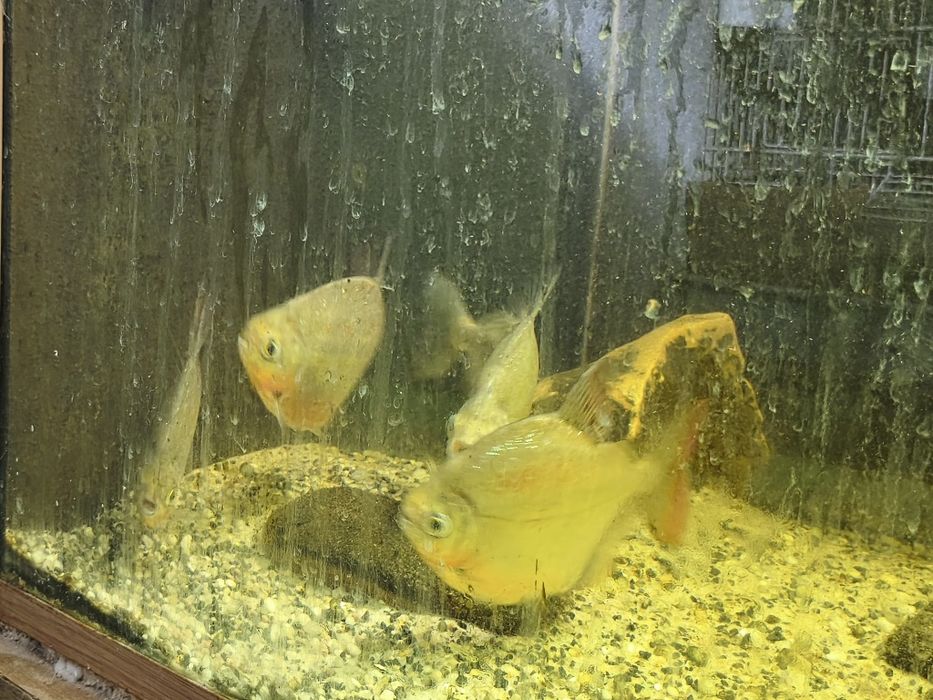 Peixes Monstrer/Grandes