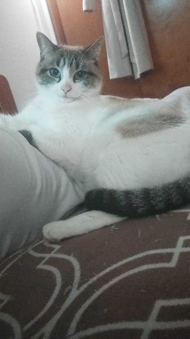 Adoção Responsável — Duas gatas esterelizadas